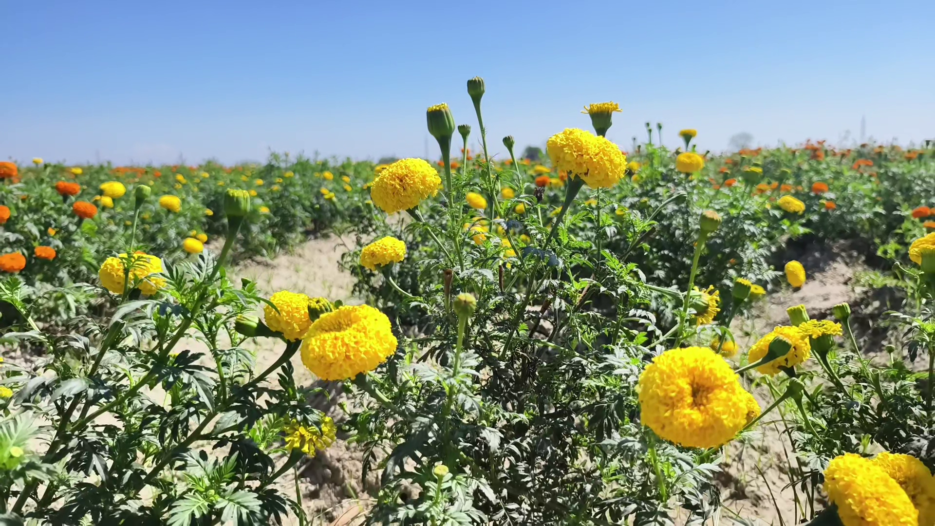 FLOWER FARMING IN SANGRUR