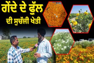 cultivating marigold flowers