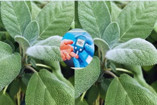 ANTIDIABETIC EFFECTS OF SAGE
