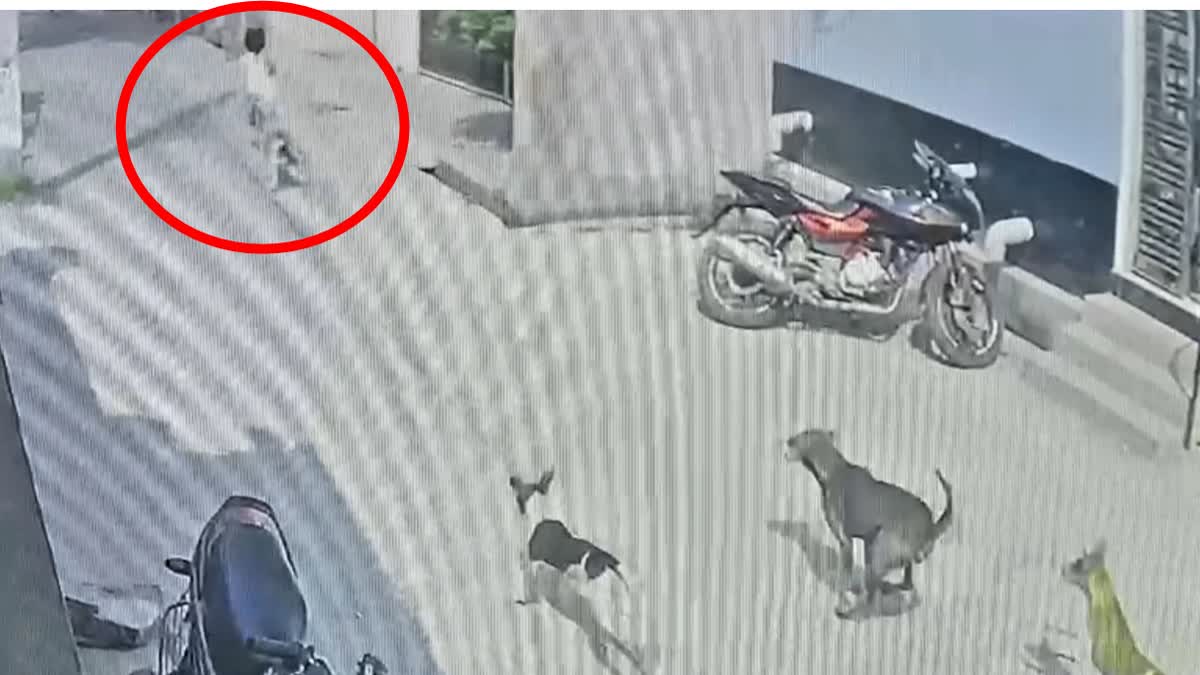 5-year-old Girl Attacked by Pack of Dogs in Uttar Pradesh's Aligarh; Video Goes Viral