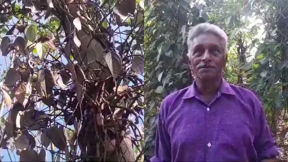 IDUKKI PEPER CULTIVATION  BLACK PEPPER FARMING IN CRISIS  HOT SUMMER