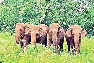 Elephants Group from Maharashtra Coming Into Telangana