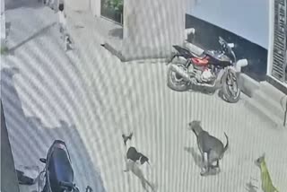 stray dogs attacked on a girl
