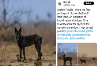 Black Wolf Seen for the First Time in India