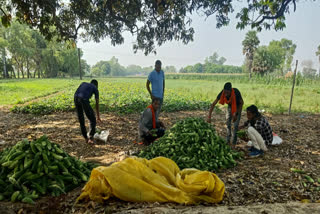 Farmers In Jamui