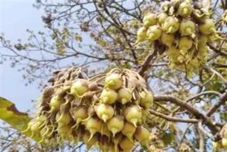 PANNA FORESTS SMELL MAHUA flower