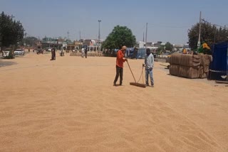 WHEAT PROCUREMENT IN HARYANA