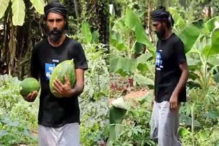TODDY WORKER RAJEESH CULTIVATES  VEGETABLE CULTIVATION  AGRICULTURE IN TALIPARAMBA KANNUR  പച്ചക്കറി കൃഷി