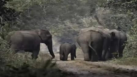 TELENGANA FOREST DEPARTMENT  THERMAL DRONE CAMERAS  WILD ELEPHANT IN MAHARASHTRA  WILD ELEPHANT ENTERS TELANGANA