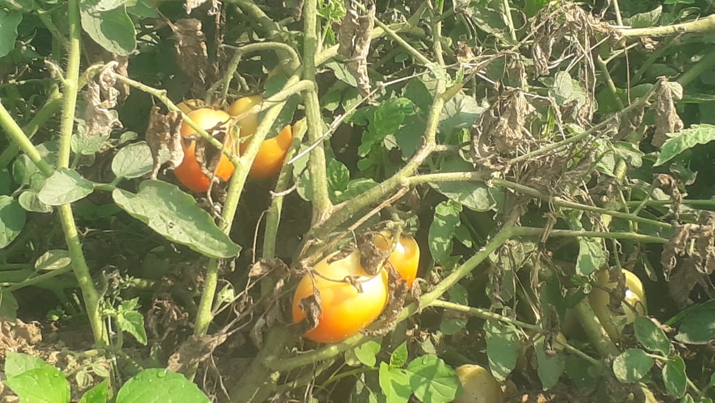 Farmers In Jamui