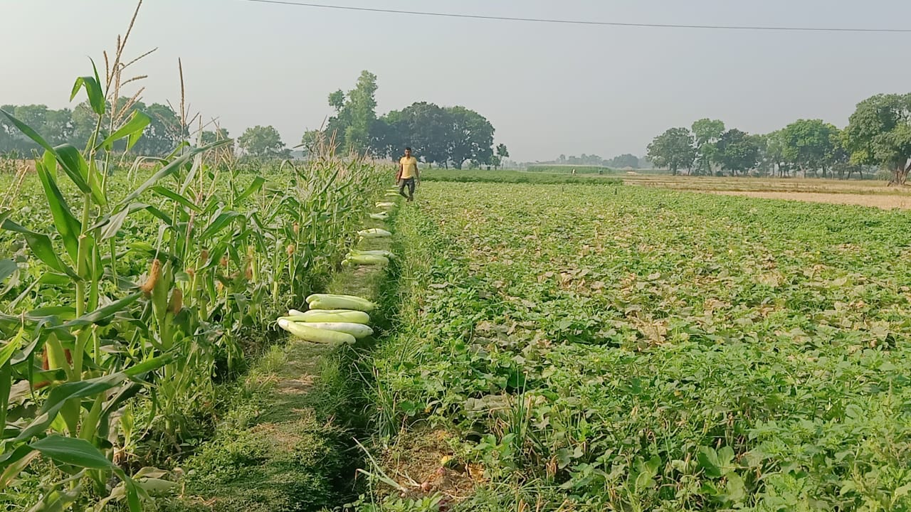 Farmers In Jamui