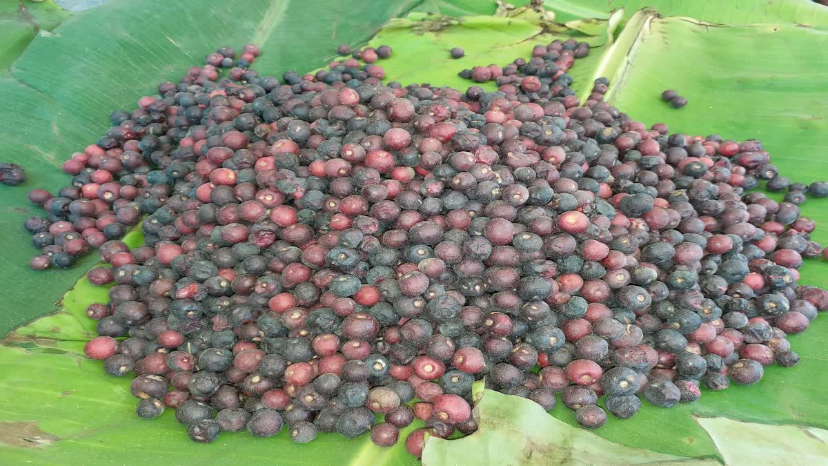 मार्केट में धमाल मचा रहा कूलिंग इफेक्ट वाला फल, गर्मी की बजा देगा बैंड
