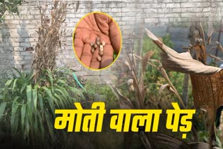 Vaijayanti plant is dear to Shri Krishna it gives pearls if planted in the house then a miracle will happen