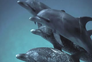 DOLPHIN  WILD DOLPHIN PROJECT  ഡോൾഫിന്‍റെ ഭാഷ  Talk With Dolphin With Help Of AI