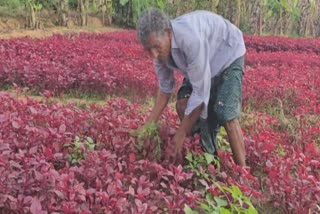 SPINACH KERALA