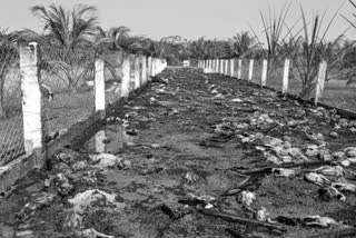 தீயில் கருகி சாம்பலான 7 ஆயிரம் பிராயிலர் கோழிகள்