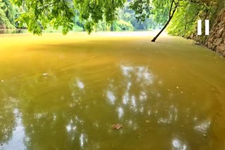 river pollution  Cherupuzha River  waste channel river  river water colour