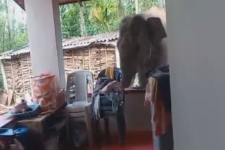WILD ELEPHANT