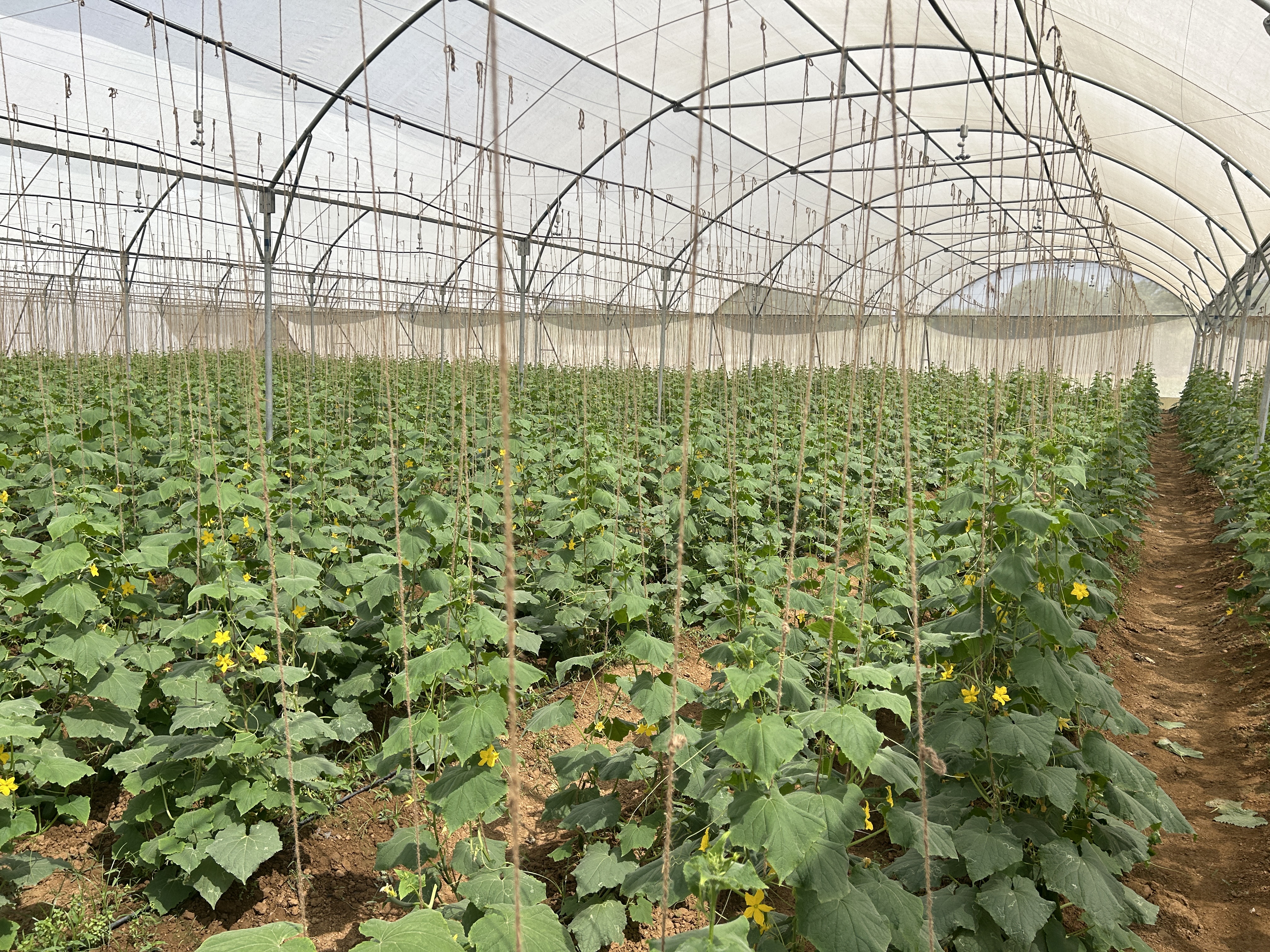 Chemical free cucumber Farming