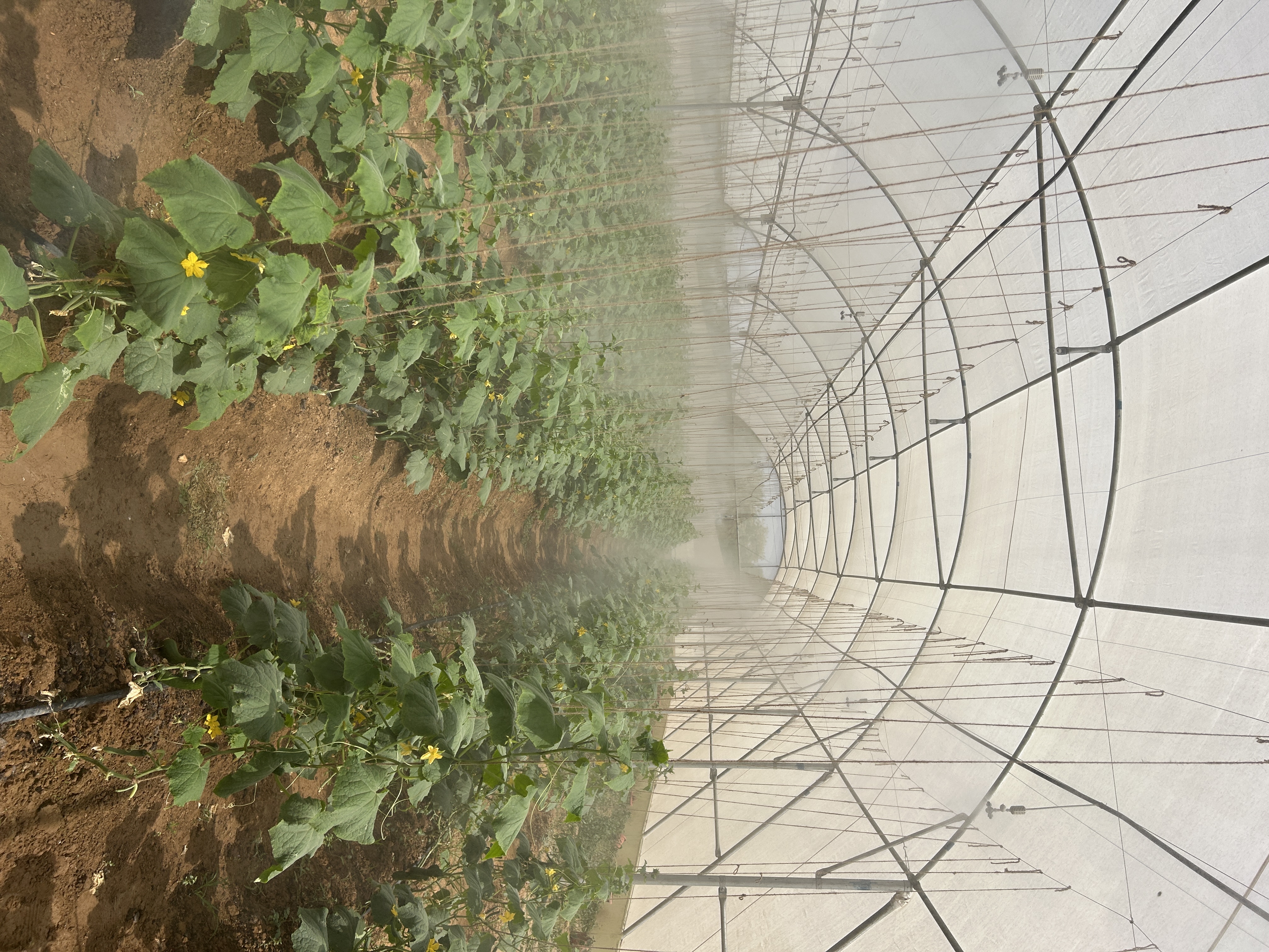 new variety cucumber Poly house