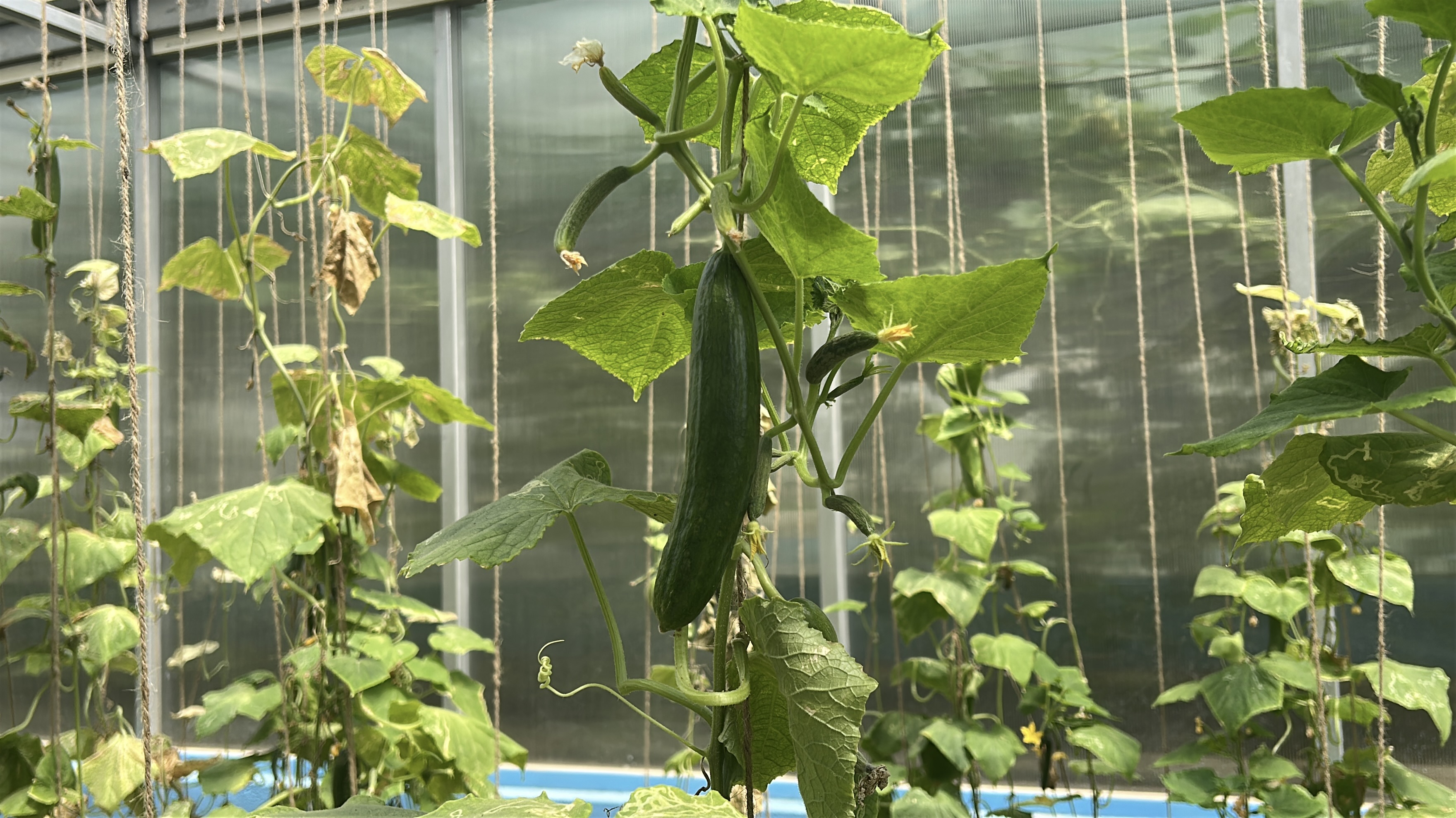 New Variety Cucumber Farming