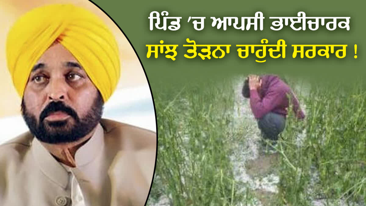 Crops Destroyed Due To Hailstorm, Bathinda