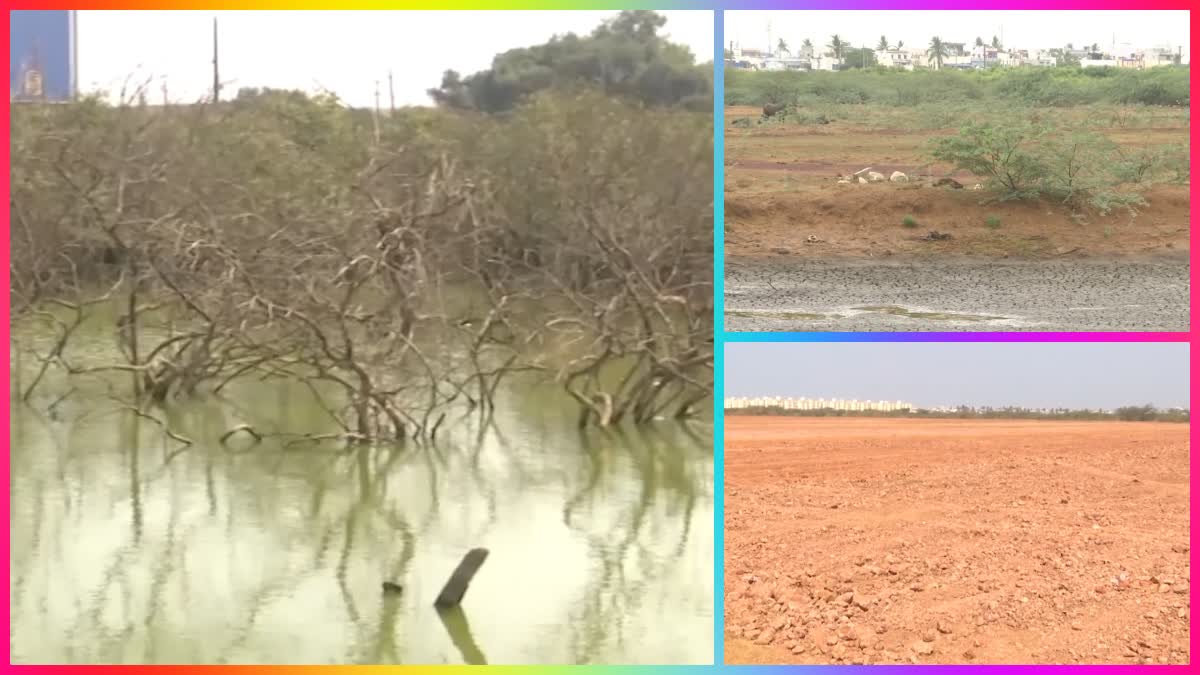 mangrove_kakinada