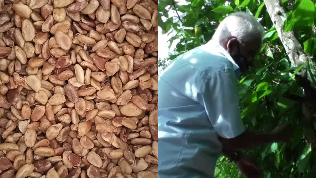 കൊക്കോവില ഇടിഞ്ഞു  COCOA PRICE HALVED WITHIN A WEEK  ഇടുക്കി  FARMERS ISSUE