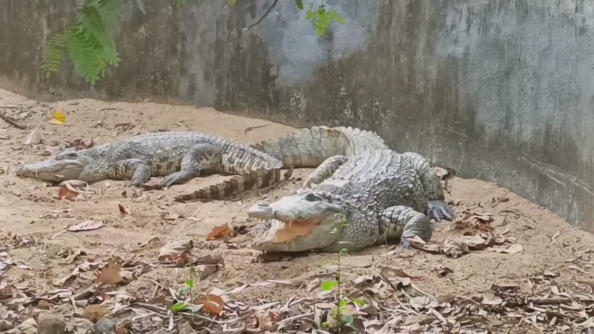 Crocodile picture