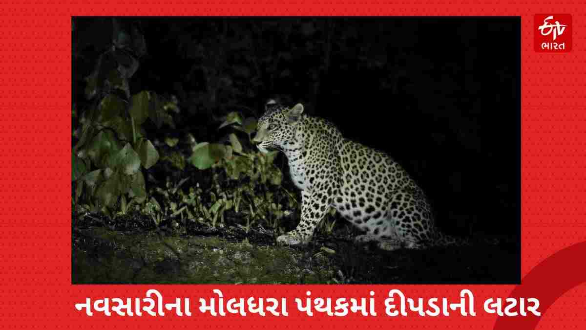 સ્થાનિકે દીપડાને મોબાઇલ કેમેરામાં કેદ કર્યો