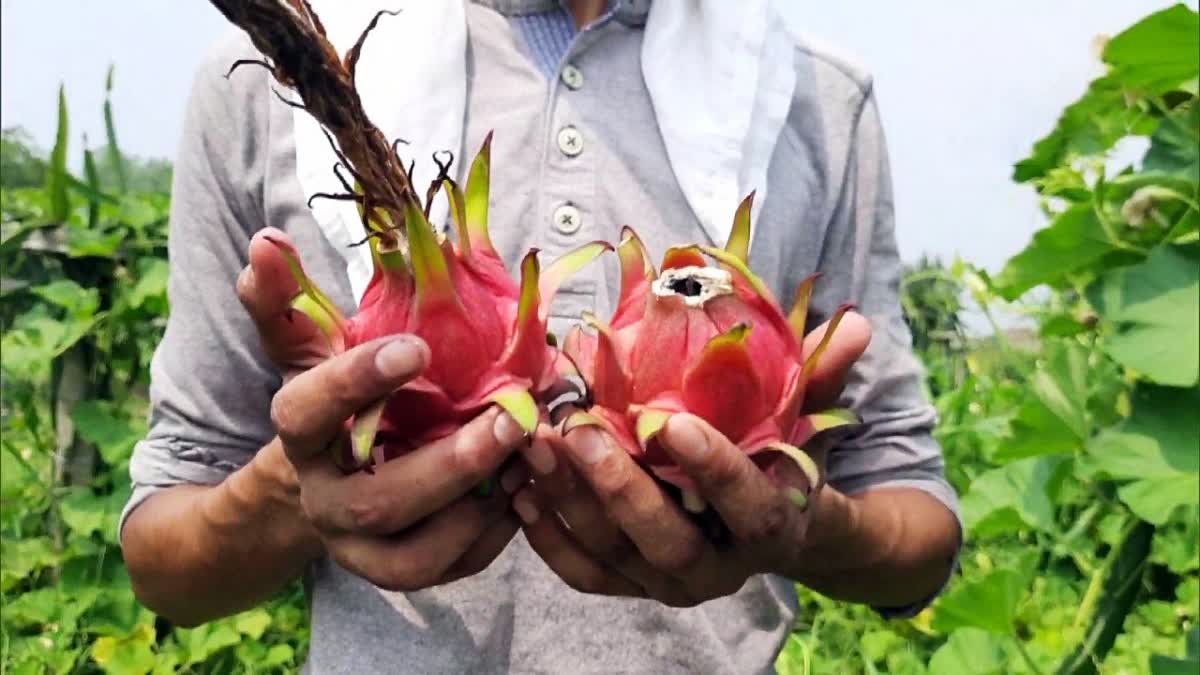 dragon fruit cultivation