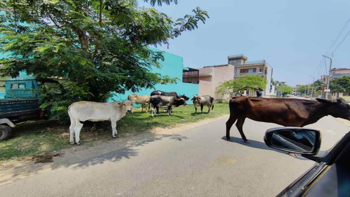 ग्रेटर नोएडा में पार्कों और सड़कों पर आवारा पशुओं का आतंक