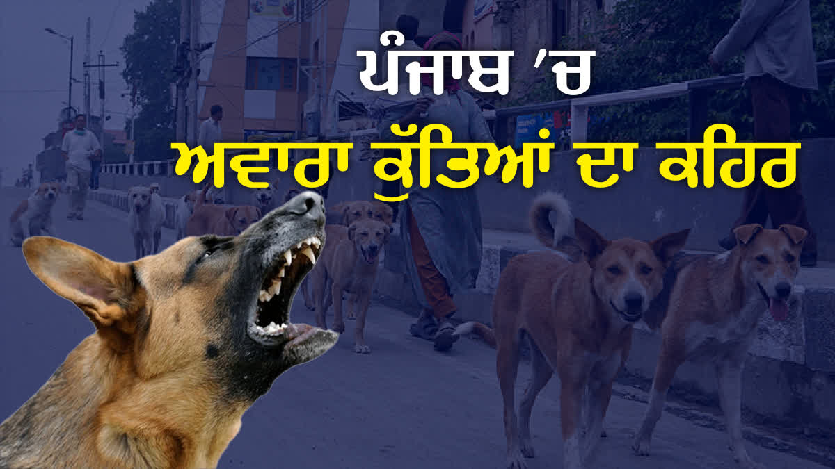 Abundance of stray dogs in Punjab