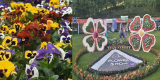 Photo of the 61st Kodaikanal Flower Show