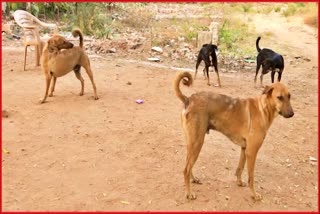 Etv BharatHeavy cases of dog bites to IPM... Stray dogs attack due to lack of food and water
