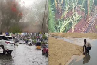 Crop Damage Due to Sudden Rains in Telangana