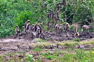 ದಾವಣಗೆರೆಯಲ್ಲಿ ರೈತರಿಗೆ ಮುಸಿಯಾಗಳ ಉಪಟಳ