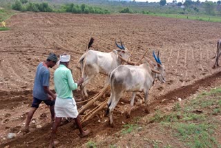 agricultural activity  sowing work  Chamarajanagar