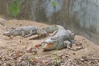 Crocodile picture