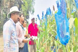sweet sorghum to ethanol production