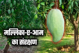 NOORJAHAN MANGO CONSERVATION