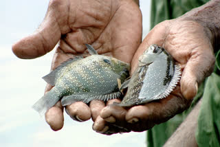 മത്സ്യ കൃഷി പ്രതിസന്ധിയില്‍  ശുദ്ധജല മത്സ്യക്കൃഷി  FISH FARMING IN KERALA