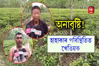 Sonitpur Small scale tea farmers are in trouble due to lack of rain