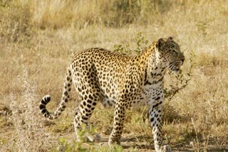 LEOPARD HUNTING SHOCKING VIDEO