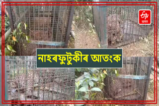 Leopard scare in Sivasagar