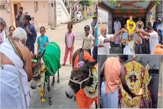 SPECIAL WORSHIP  MANDYA  NO RAIN  MARRYING A DONKEY FOR RAIN