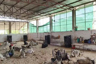 Fans and coolers installed for cows in Barmer's cowshed