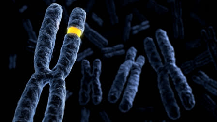 The study found that the loss of the X chromosome gene (TEX13B) reduces the respiratory ability of the cells. They also found that TEX13B controls energy metabolism in the sperm-producing cells. The TEX13B is present on the X chromosome, which all males receive only from their mothers.  The Release highlights how genetic trait transmissions can be more complex, and more nuanced than it is superficially thought.