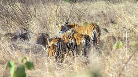 TIGRESS MEERA KHEONI WITH 4 CUBS