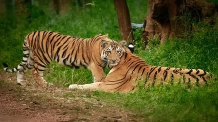 TIGERS RELEASED IN JABALPUR JUNGLE